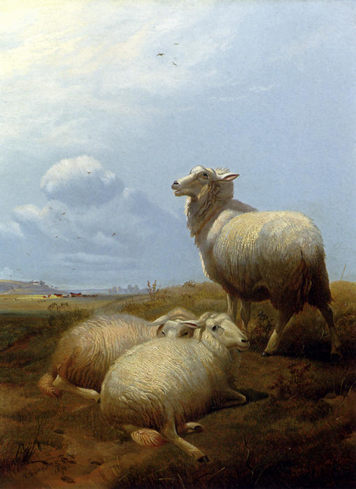 Sheep At Pasture — Tomas Sidni Kuper