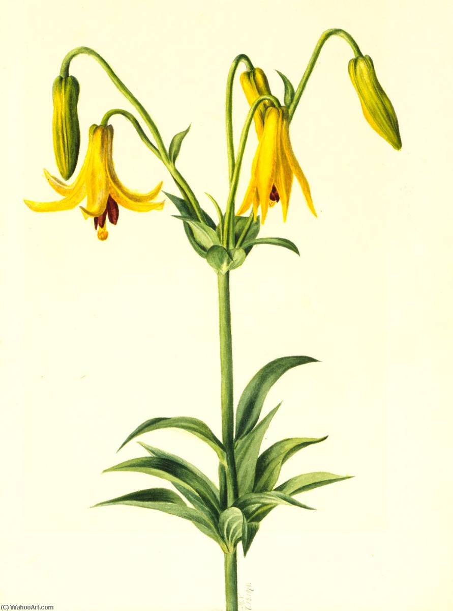 Canada Lily (lilium Canadense) — Mary Vaux Walcott