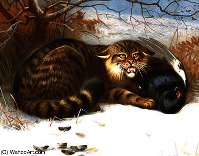 Wildcat Thorburn — Архибальд Торборн
