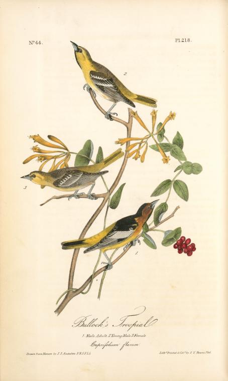 Bullock's Troopial. 1. Male Adult. 2. Young Male. 3. Female. (caprifolium Flavum.) — John James Audubon