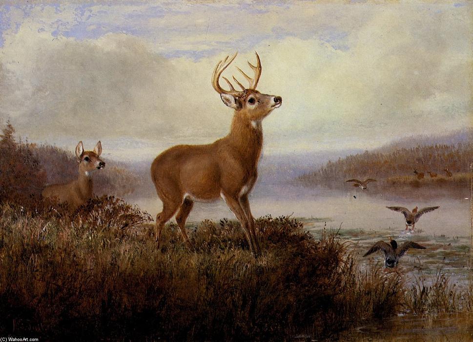 Startled — Arthur Fitzwilliam Tait