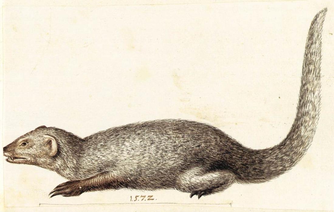 Study Of An Indian Mongoose — Giuseppe Arcimboldo