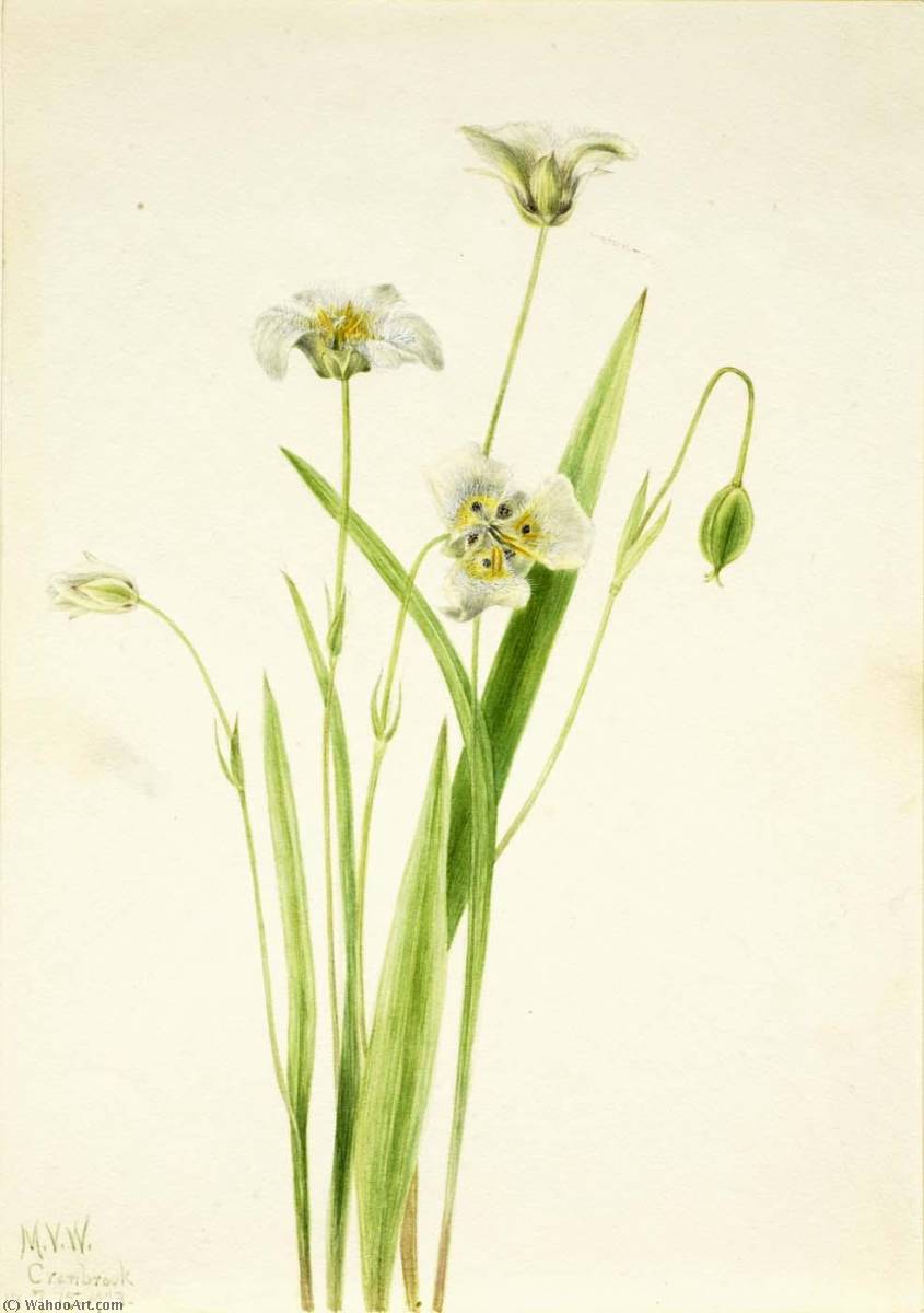 Orejas De Gatito (calochortus Elegans) — Mary Vaux Walcott