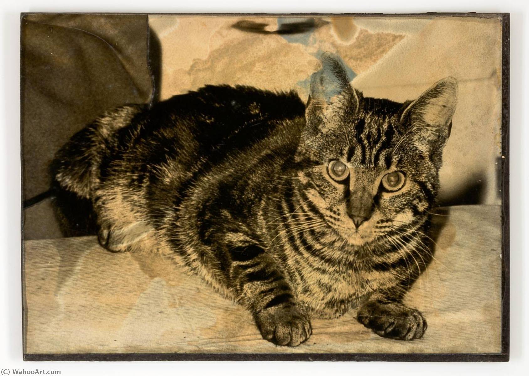 Untitled (tabby Cat Lying Down) — Джозеф Корнелл