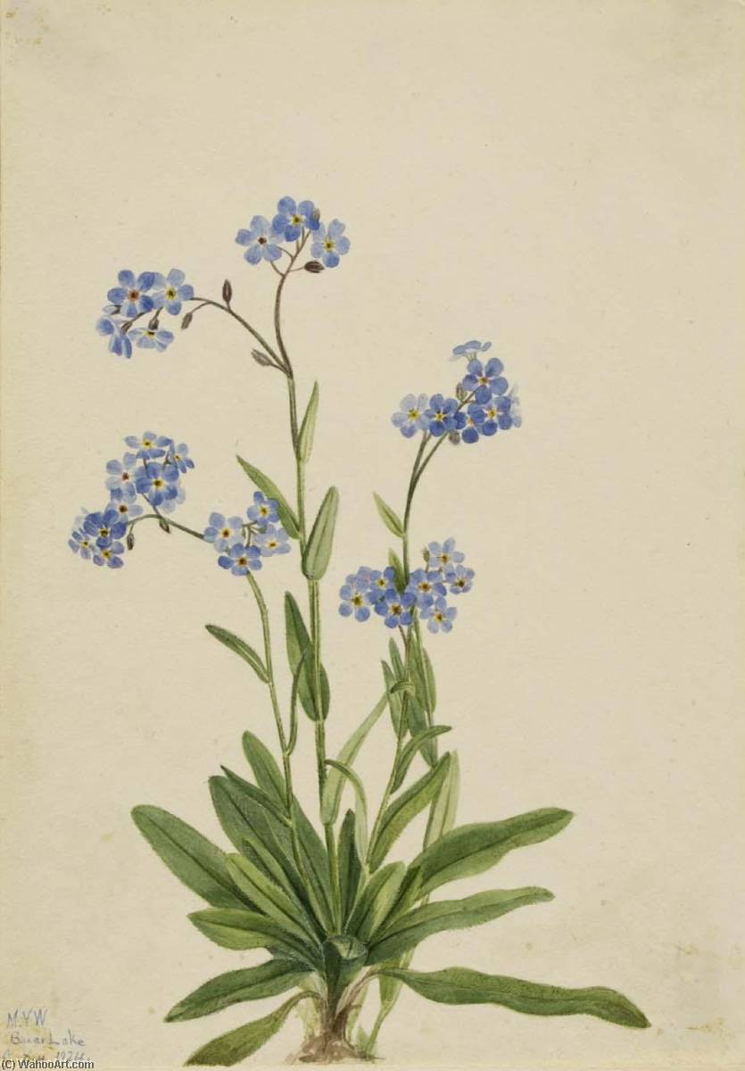 Alpine Forget Me Not (myosotis Alpestris) — Mary Vaux Walcott