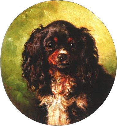 Tri Colored Toy Spaniel — Benno Raffael Adam