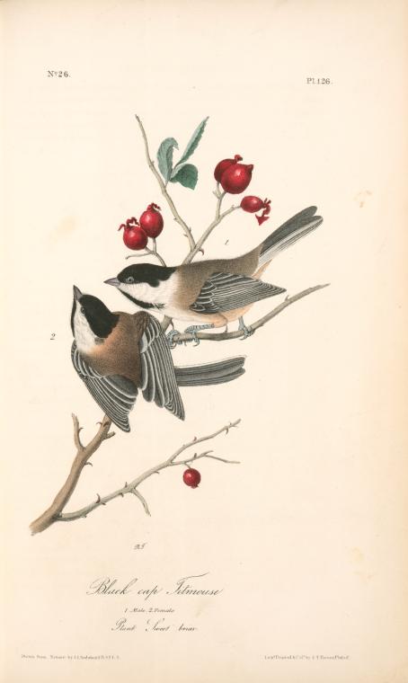 Black-cap Titmouse. 1. Male. 2. Female. (plant. Sweet Briar.) — John James Audubon