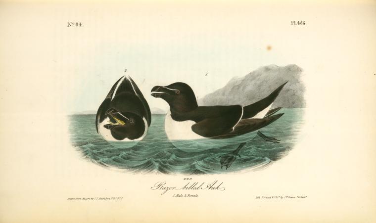Razor-billed Auk. 1. Male. 2. Female. — John James Audubon