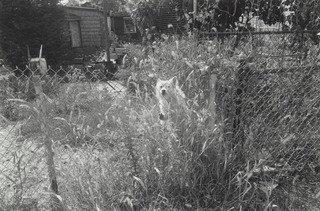 Grace, Graves End, Brooklyn — Thomas Roma