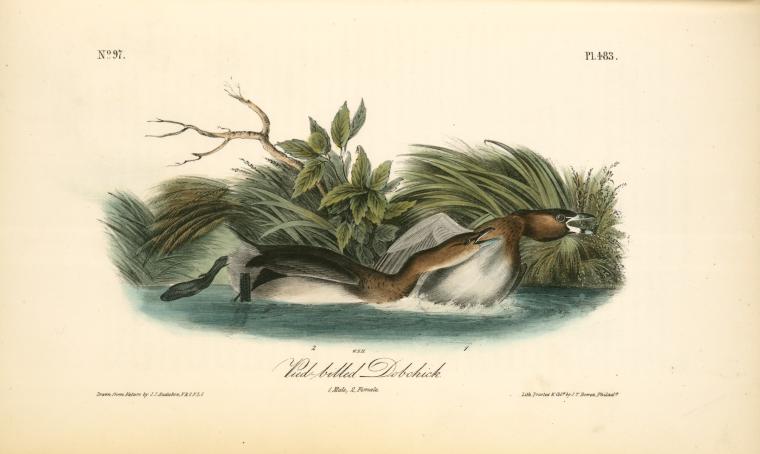 Pied-biled Dobchick. 1. Male, 2. Female — John James Audubon