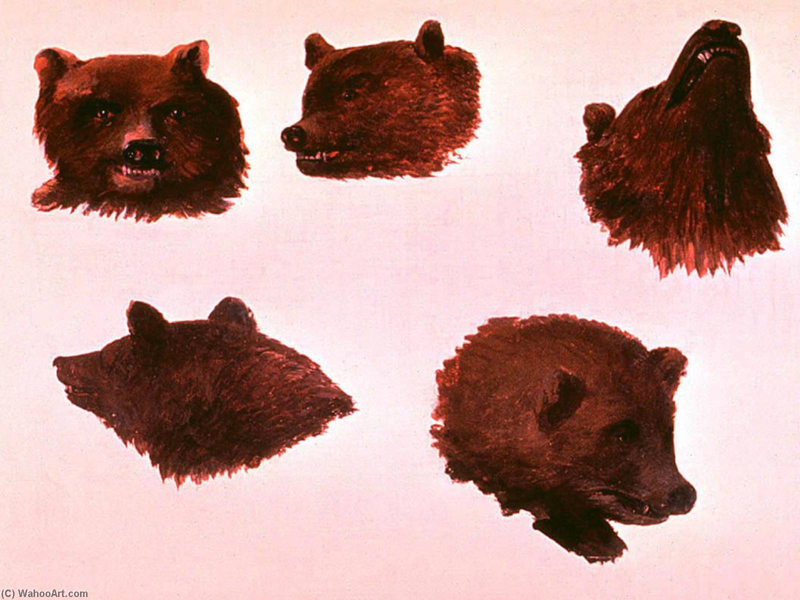 Portraits Of Two Grizzly Bears, From Life — George Catlin