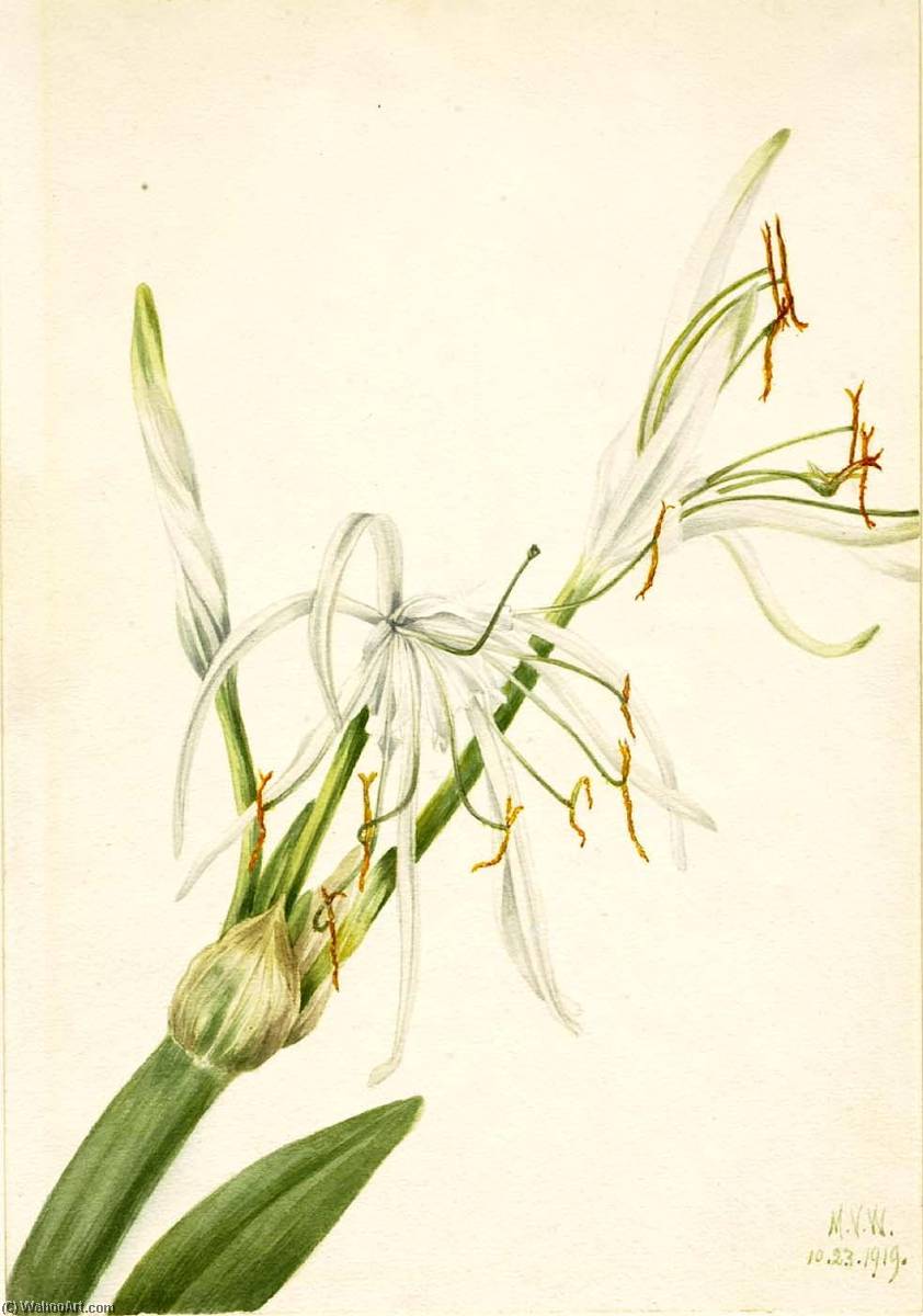 Spider Lily (hymenocallis Rotata) — Mary Morris Vaux Walcott