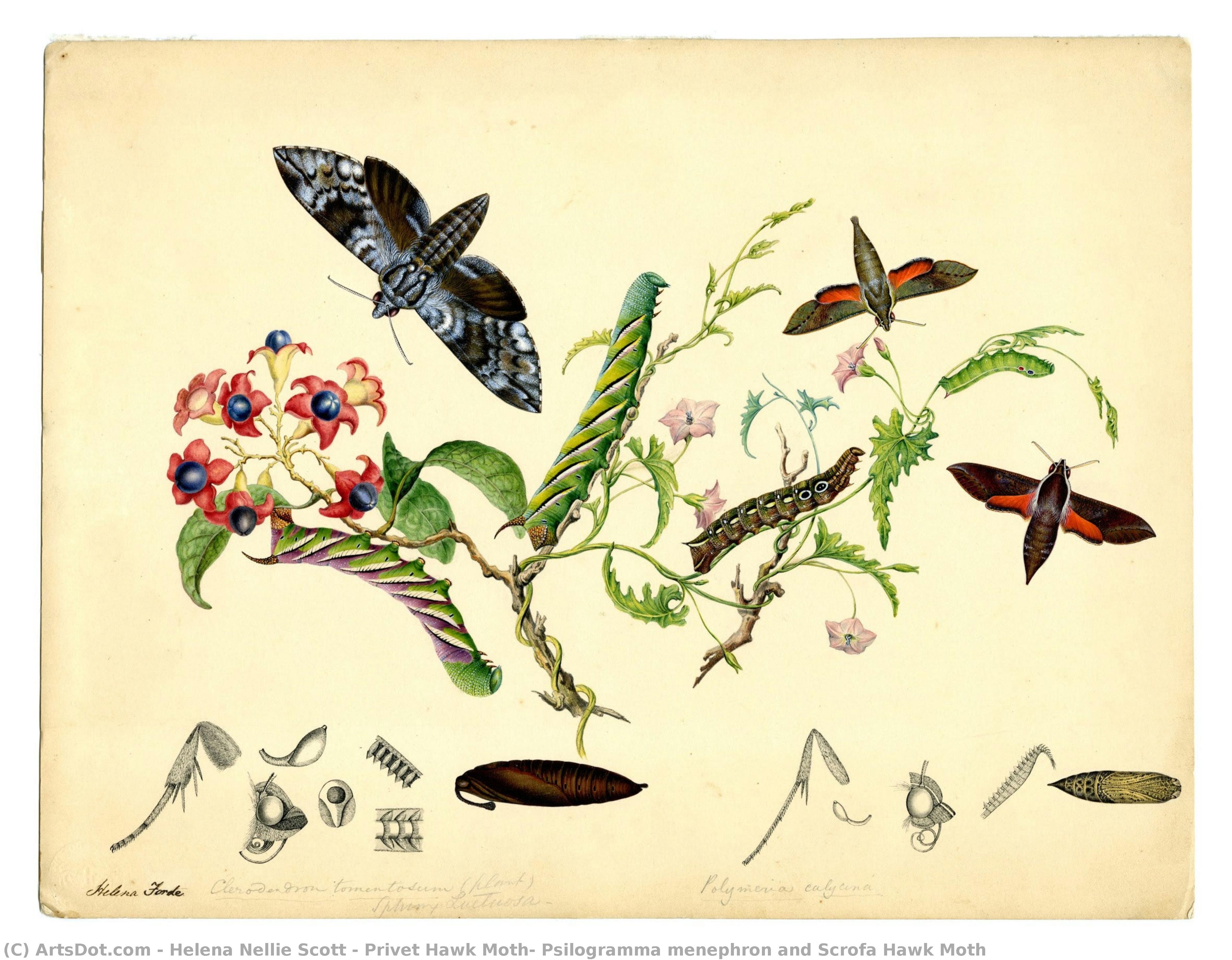 Privet Hawk Moth, Psilogramma Menephron And Scrofa Hawk Moth — Helena Nellie Scott