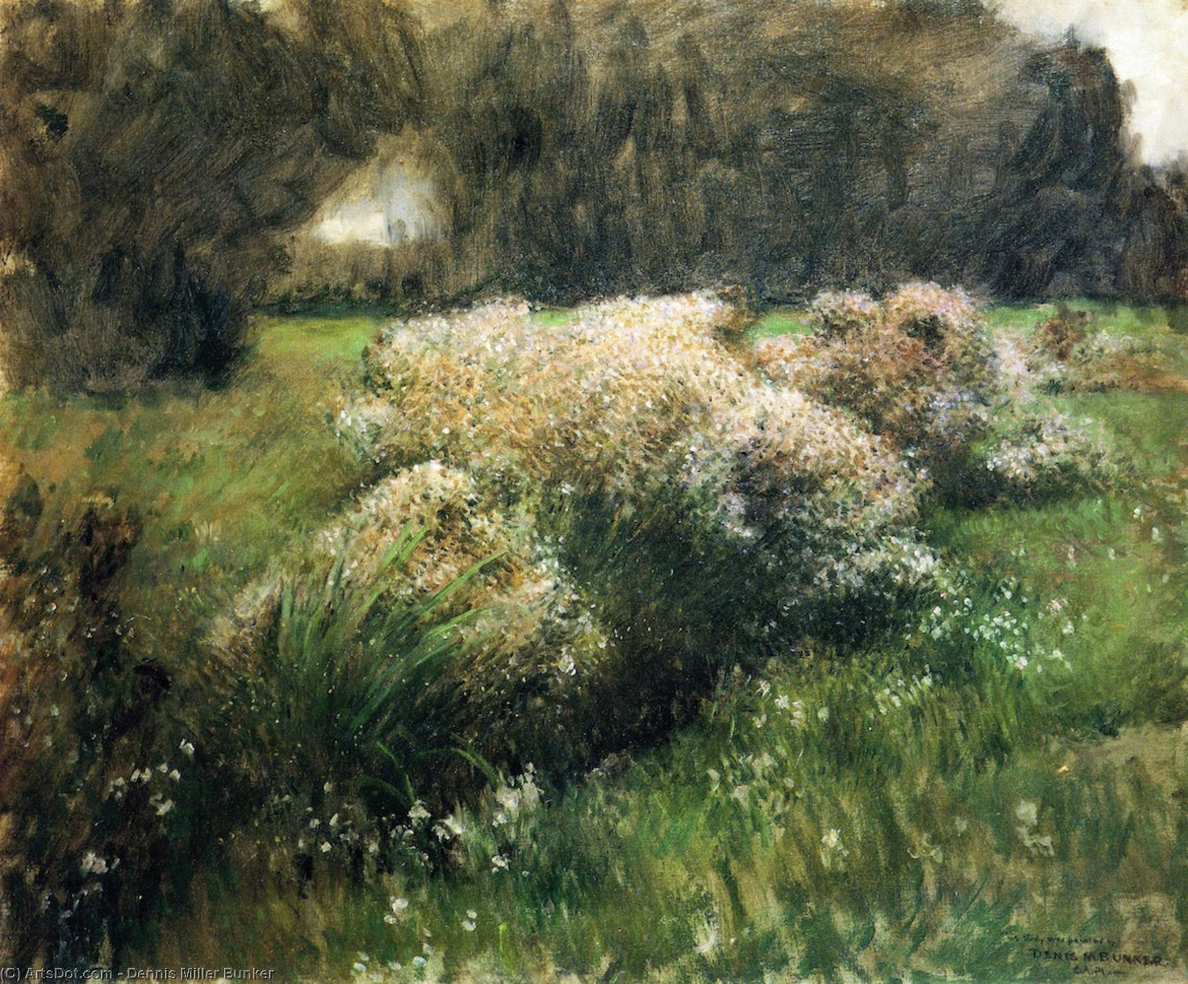 Wild Asters, Study — Деннис Миллер Банкер
