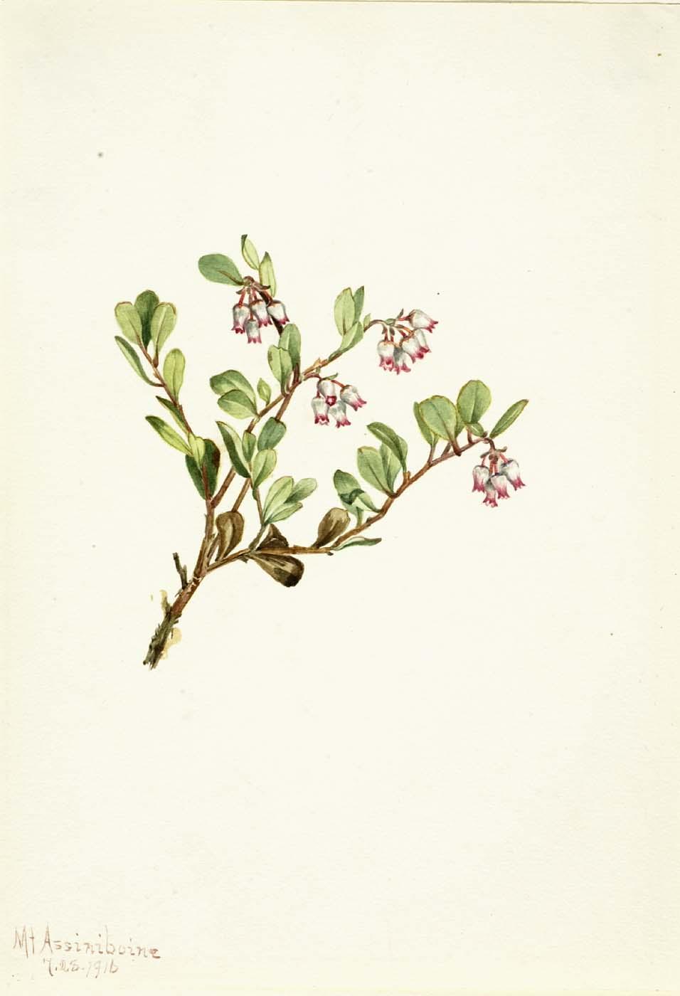 Bearberry (arctostaphylos Uva Ursi) — Mary Vaux Walcott