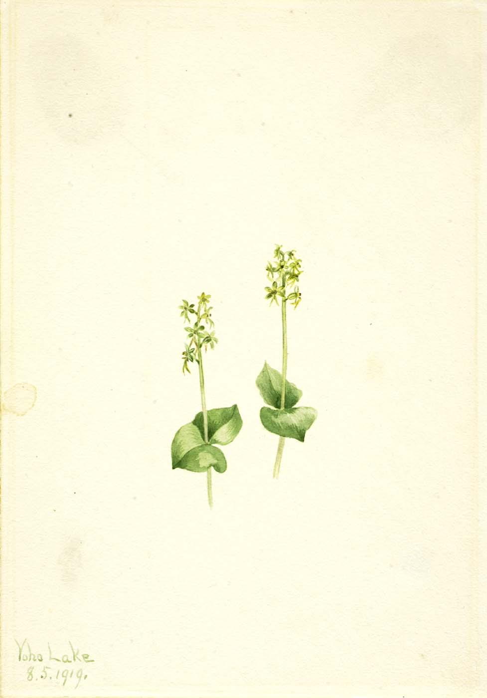 Rocky Mountain Twayblade (ophrys Necrophylla) — Mary Vaux Walcott