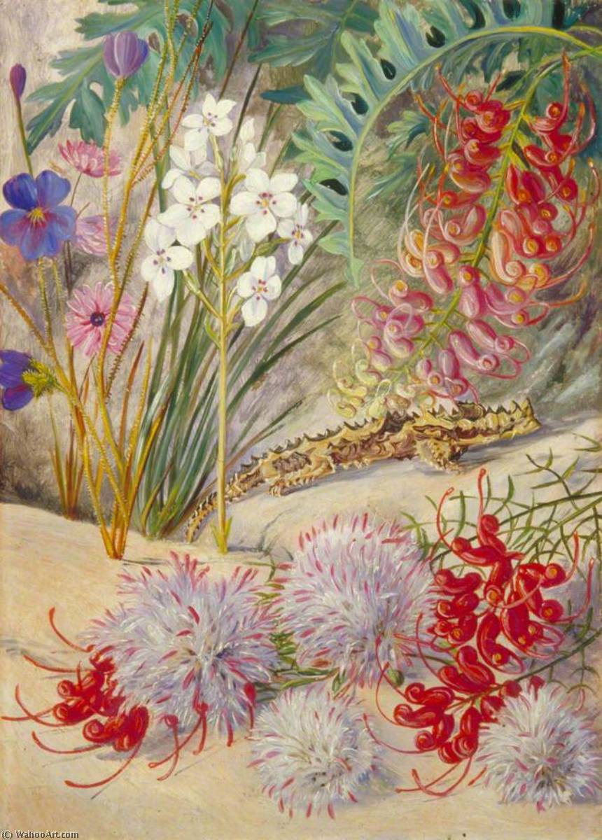 West Australian Sand Loving Plants — Marianne North