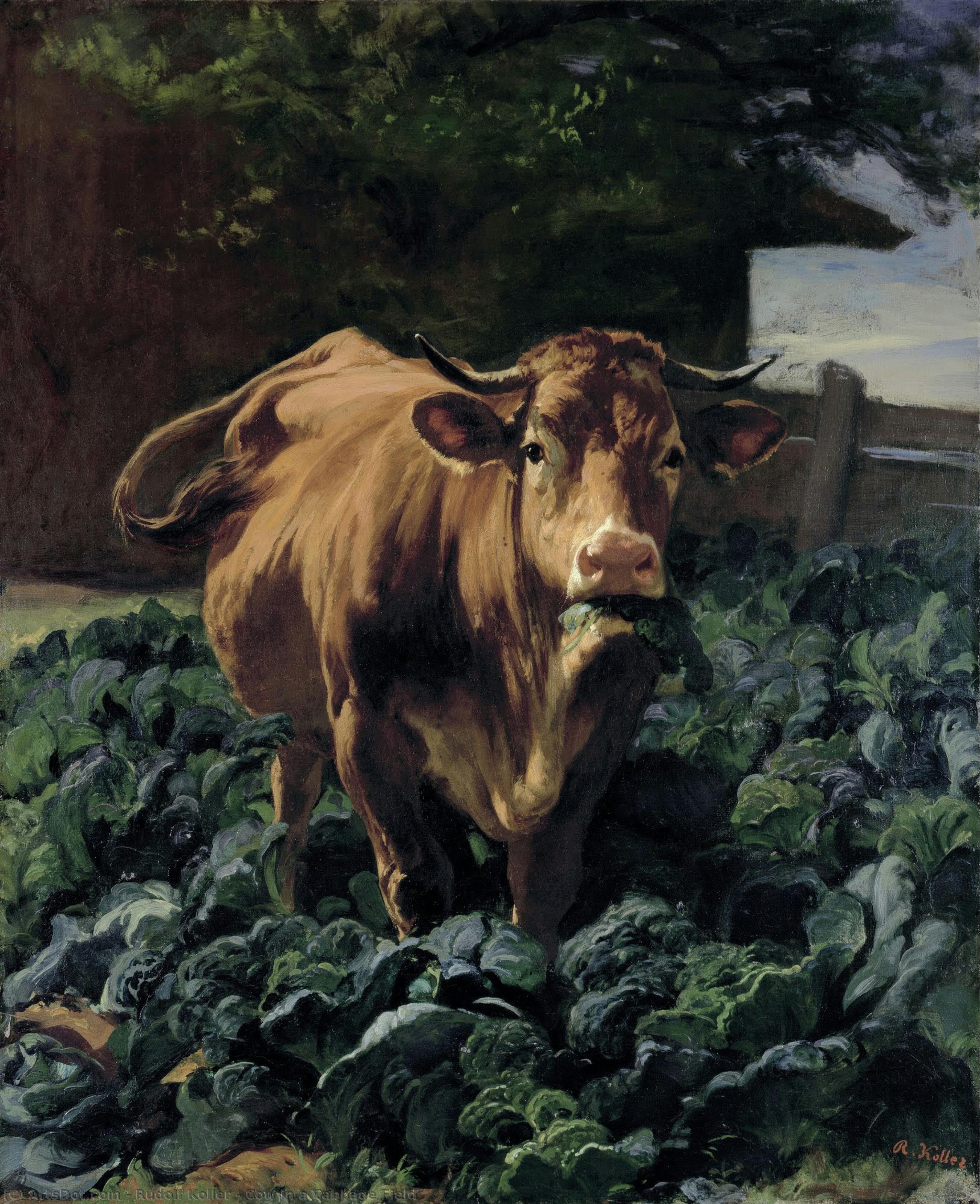 Cow In A Cabbage Field — Rudolf Koller