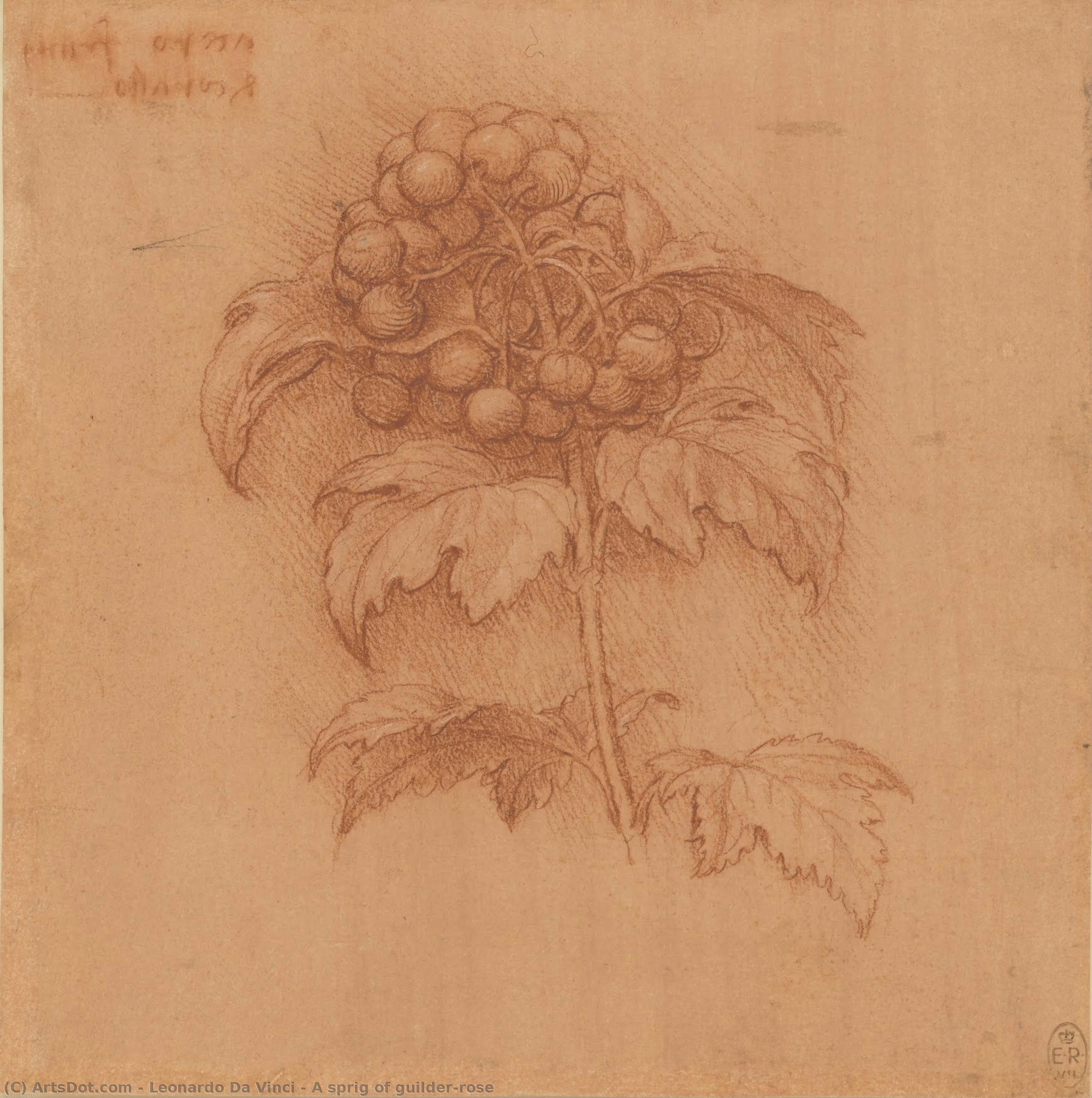Ein Zweig Der Gilderrose — Leonardo Da Vinci
