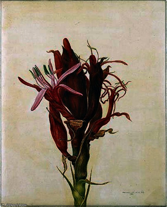 Doryanthes Excelsa — John William Lewin