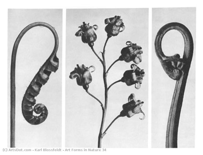 Art Forms In Nature 34 — Karl Blossfeldt