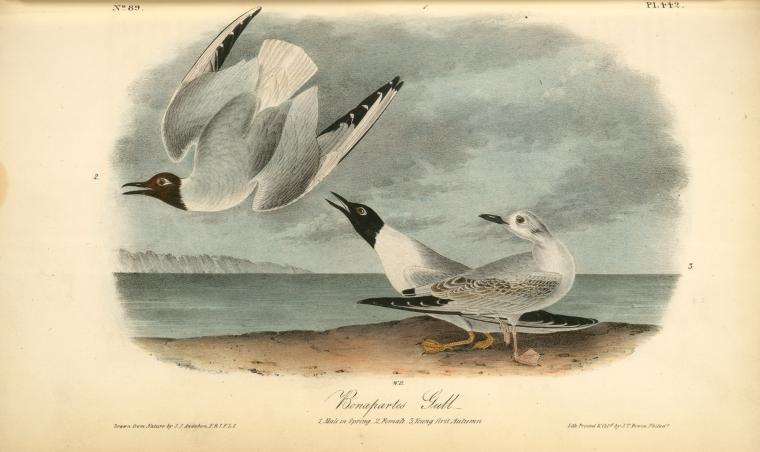 Bonaparte's Gull. 1. Male In Spring. 2. Female. 3. Young First Autumn — John James Audubon