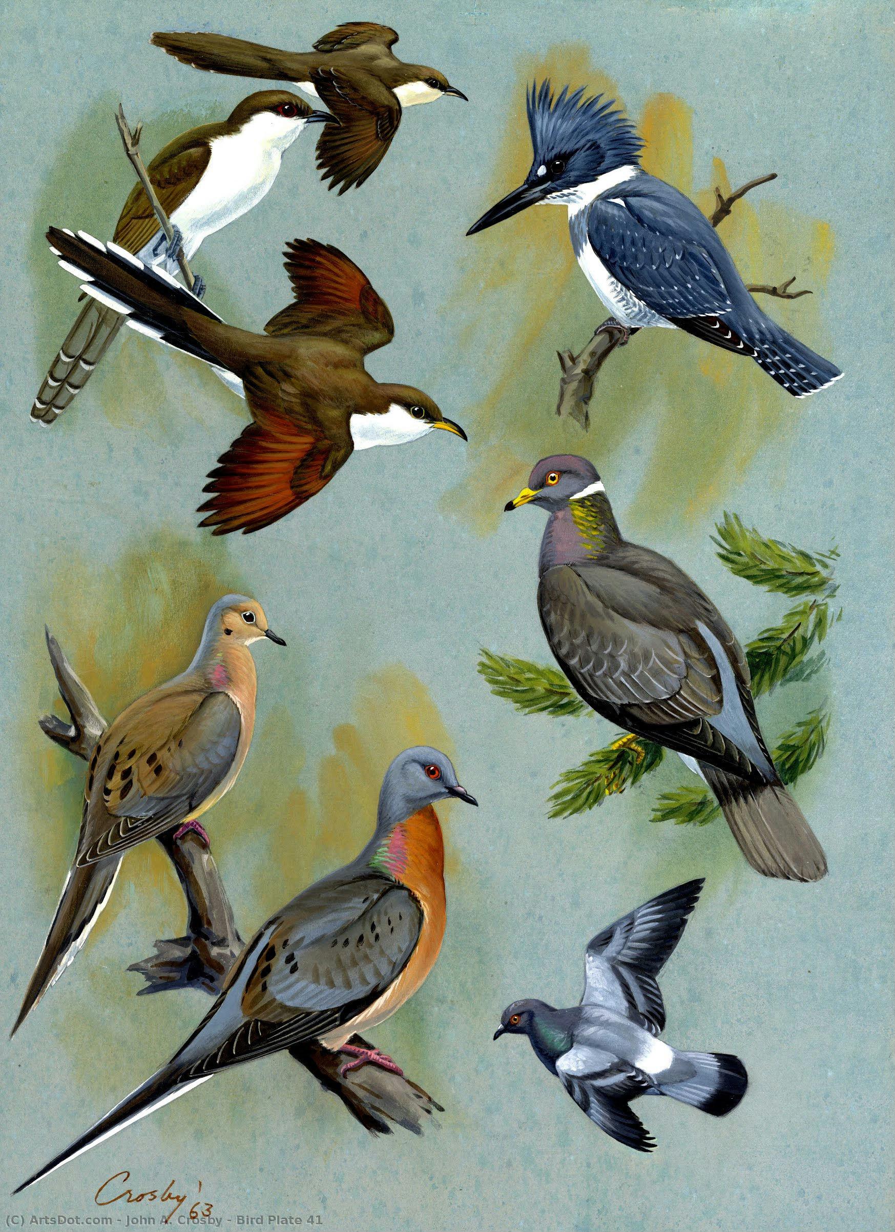Bird Plate 41 — John A. Crosby