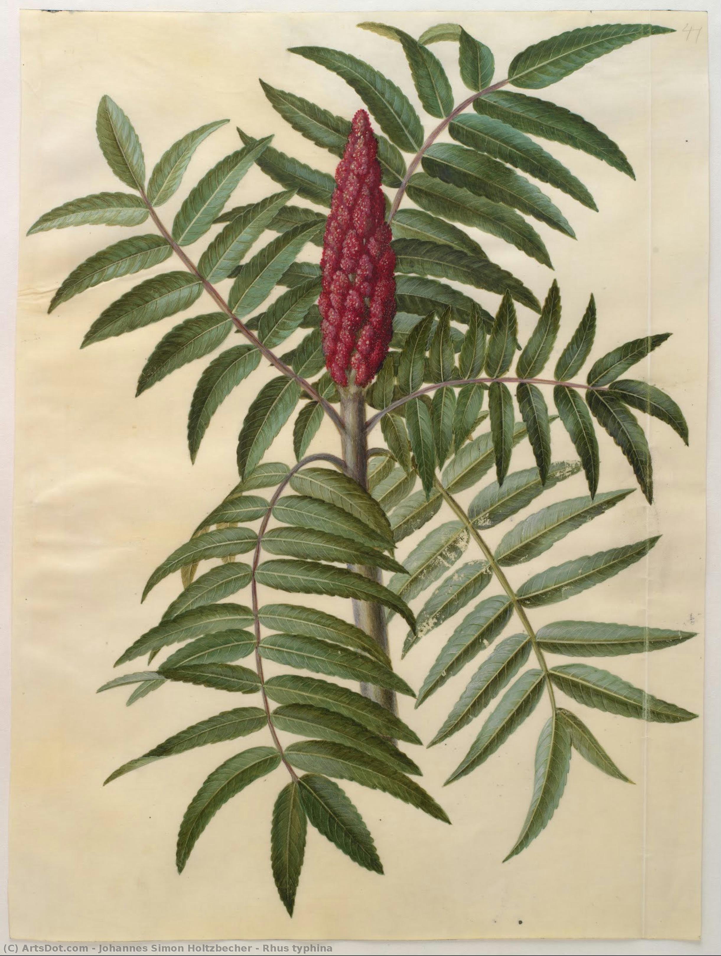 Rhus Typhina — Johannes Simon Holtzbecher