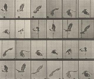 Red Tailed Hawk Flying Plate 763 From Animal Locomotion — Eadweard J Muybridge
