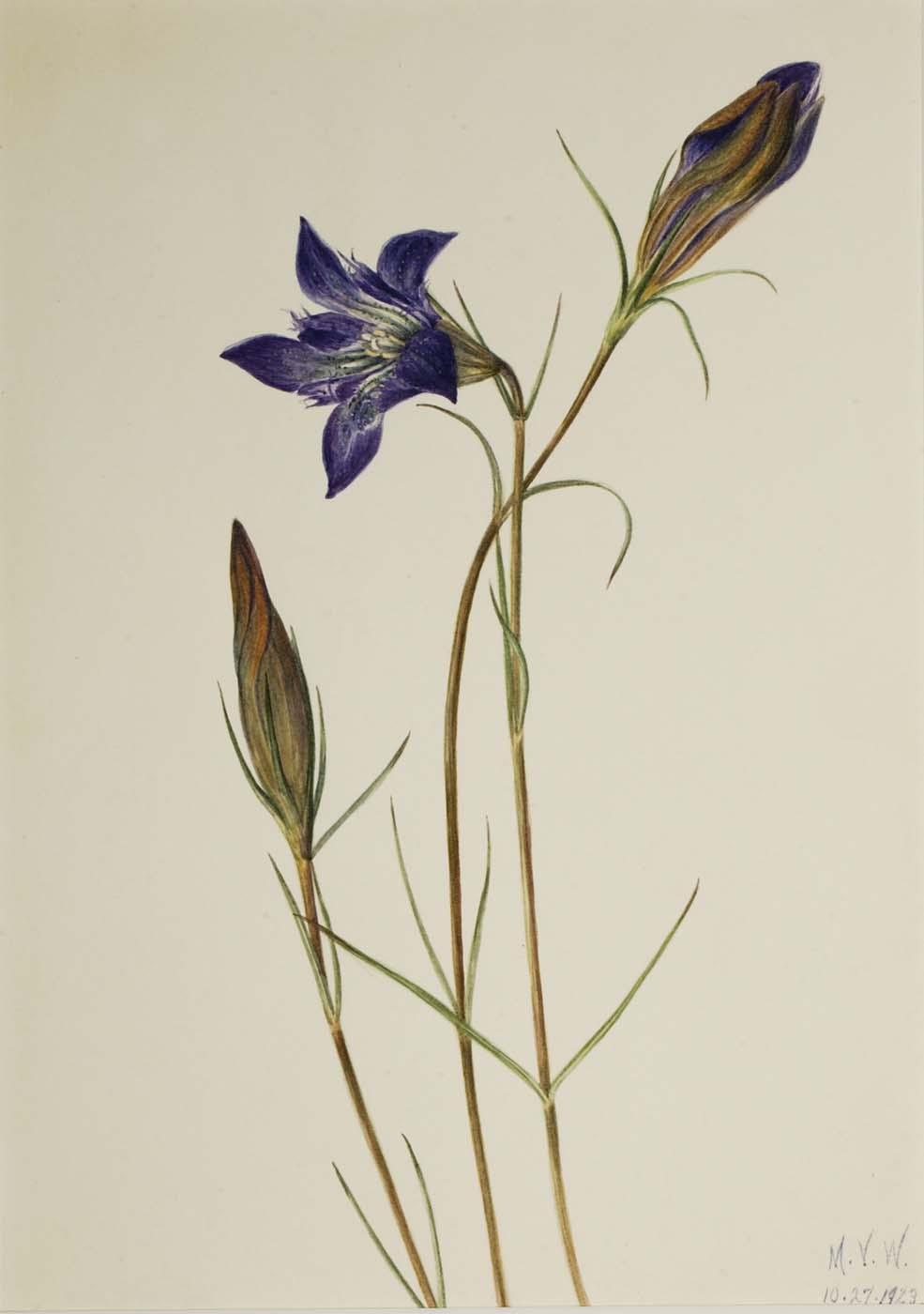Pinebarren Gentian (gentiana Porphyrio) — Mary Vaux Walcott