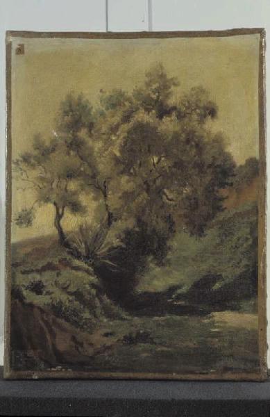 Etude D'oliviers, Algérie — Aze Valère Adolphe Louis