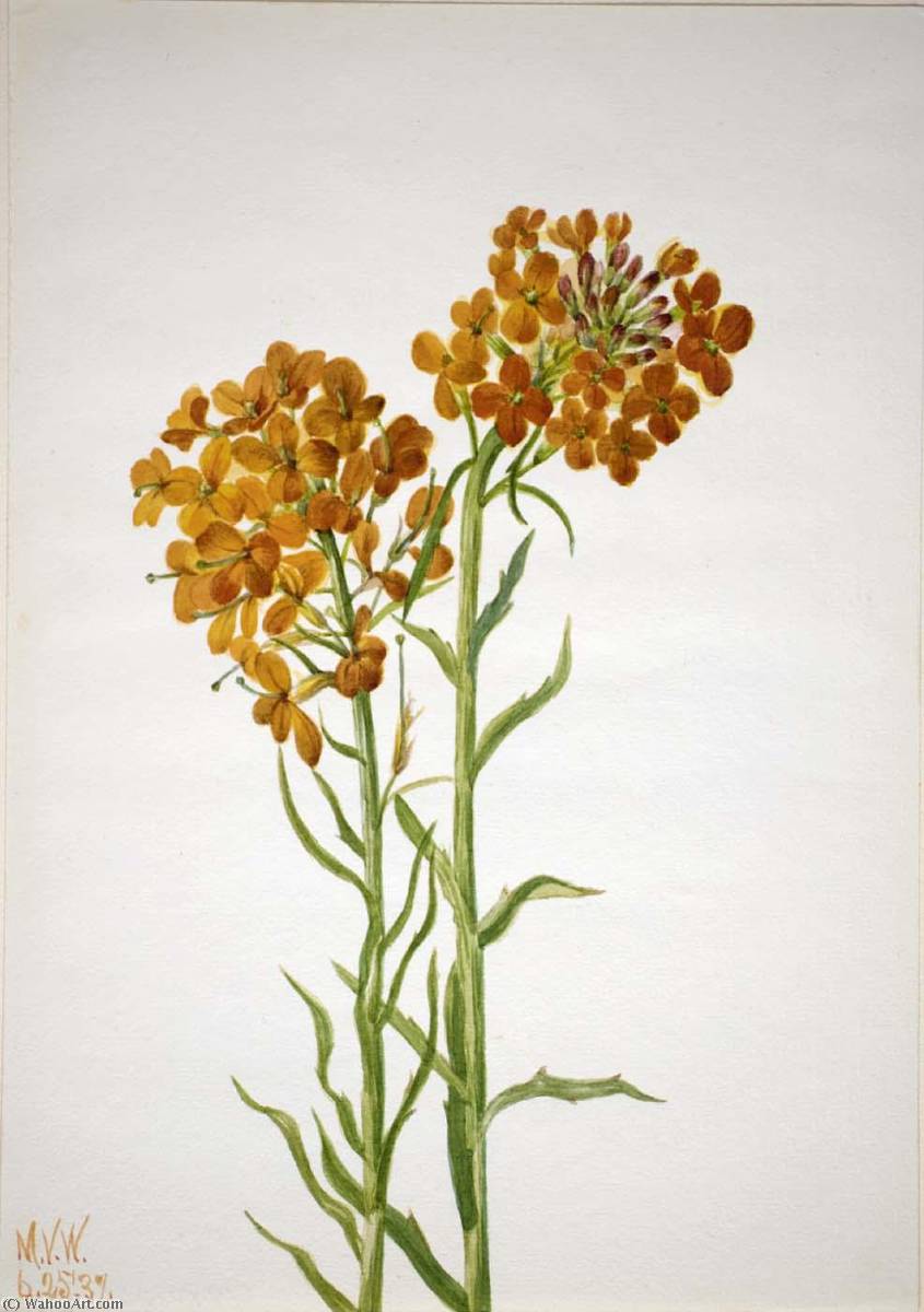 Wallflower (erysimum Wheeleri) — Mary Vaux Walcott
