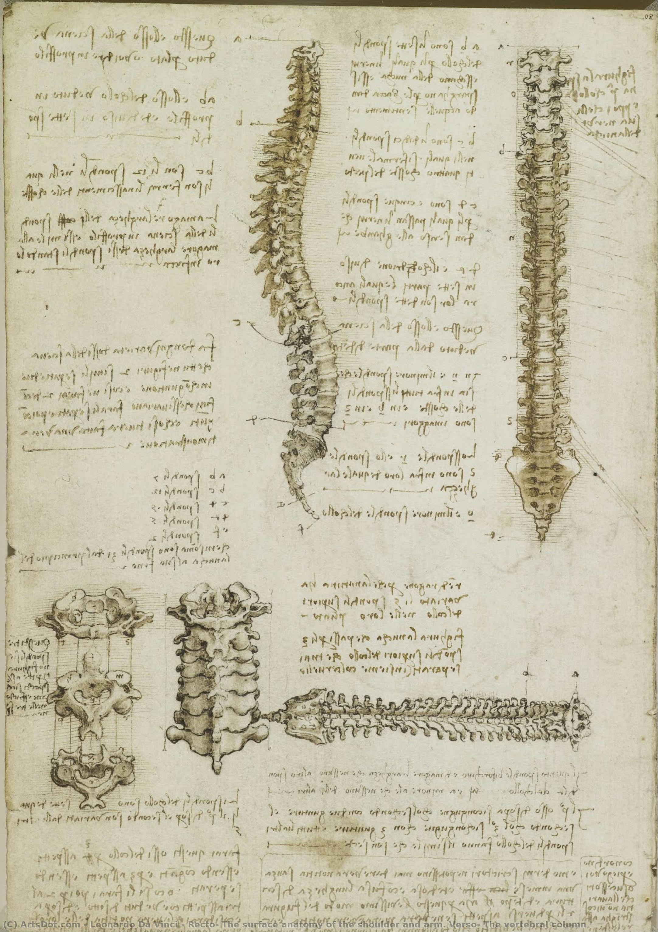 Recto: Površna Anatomija Ramena I Ruke. Verso: Kičmeni Stub — Leonardo Da Vinči