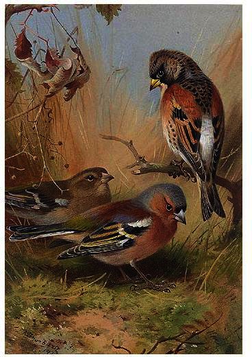 A Brambling And Two Chaffinches — Archibald Thorburn