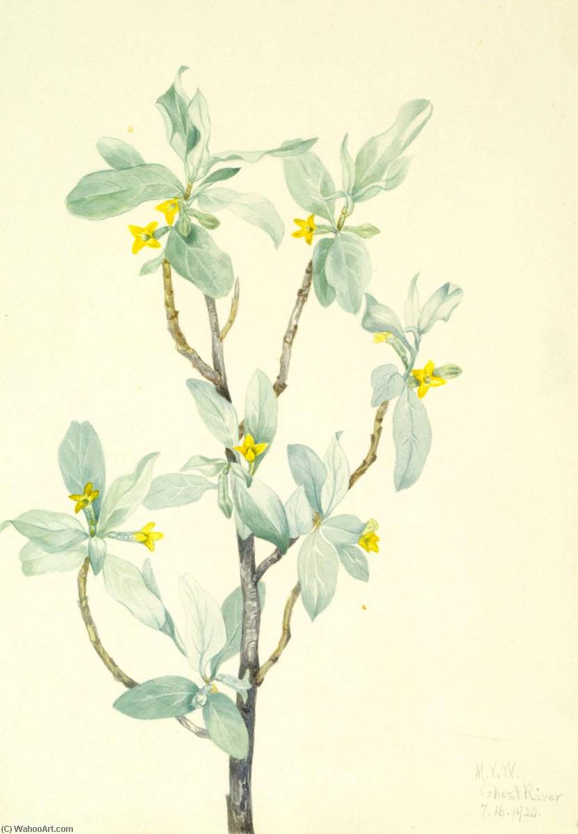 Silverberry (elaeagnus Commutata) — Mary Vaux Walcott
