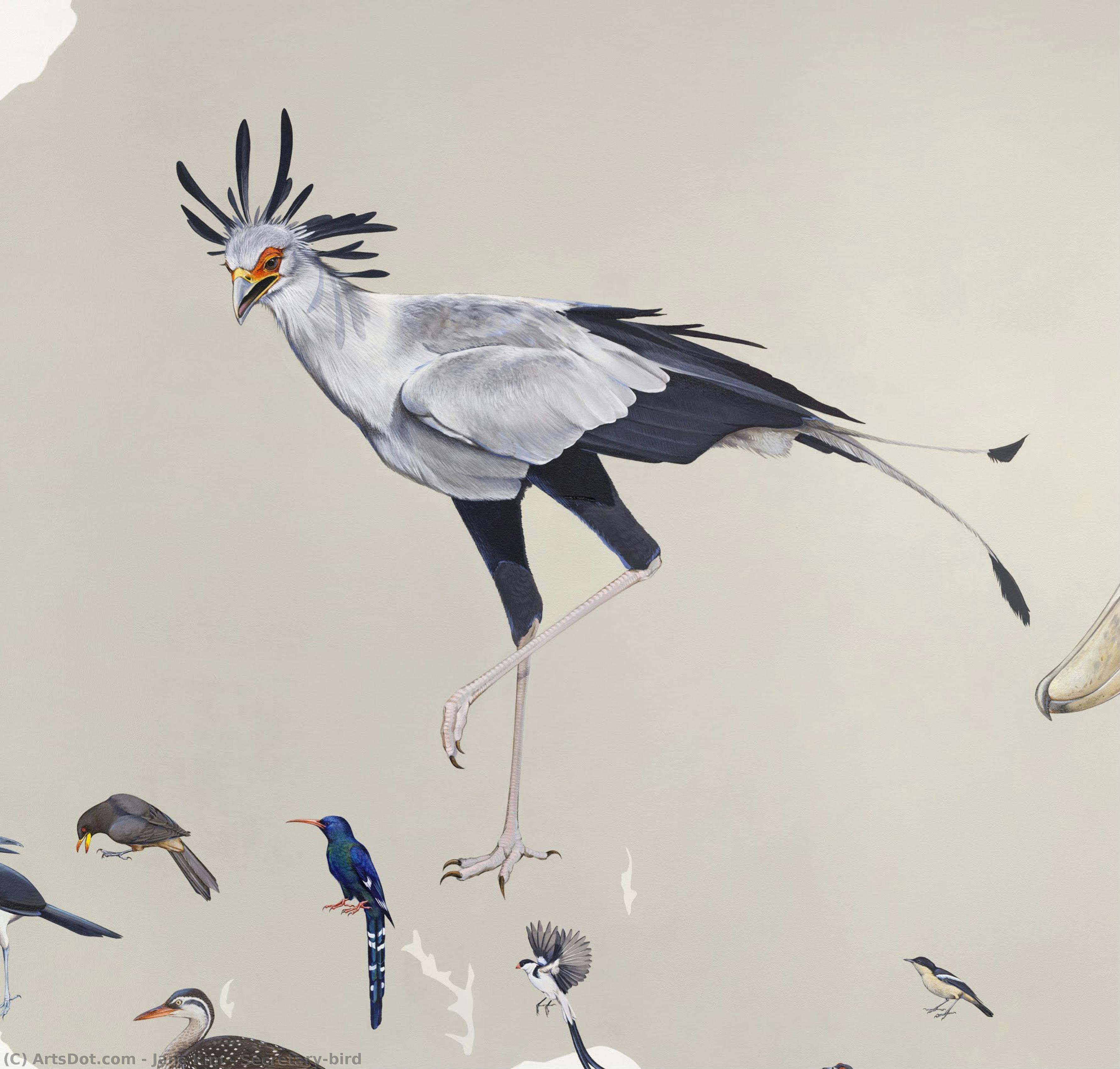 Secretary-bird — ジェーン・キム