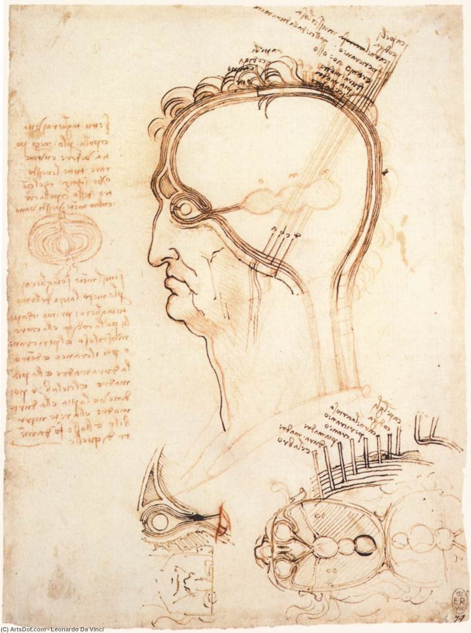 Comparison Of Scalp Skin And Onion — Leonardo Da Vinci