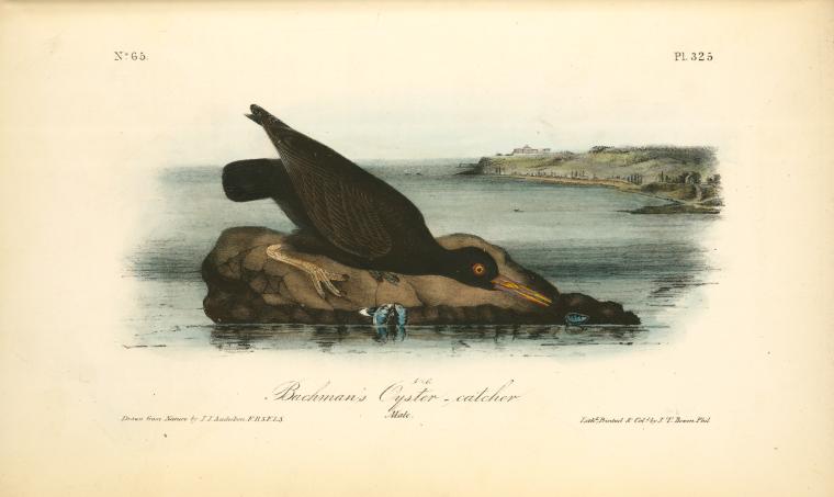 Bachman's Oyster-catcher. Male — John James Audubon
