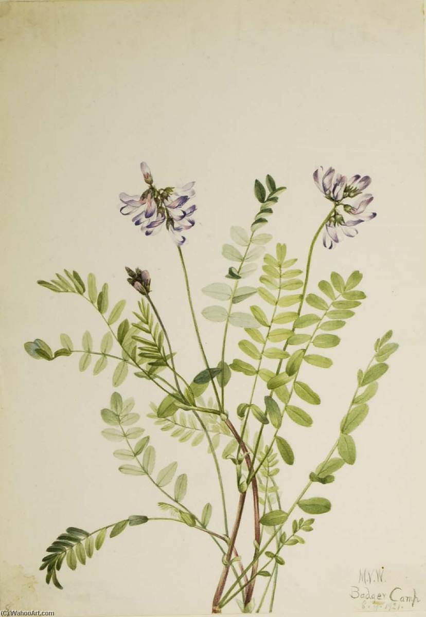 Alpine Milkvetch (astragalus Alpinus) — Mary Morris Vaux Walcott