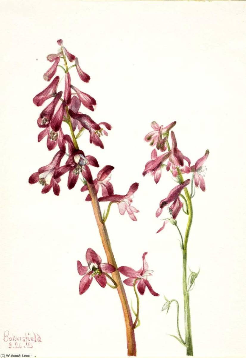 Red Larkspur (delphinium Nudicale) — Mary Vaux Walcott
