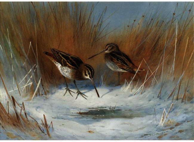 The Frost-bound Spring, Snipe In Winter — Archibald Thorburn