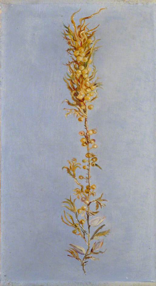 Study Of Gulf Weed — Marianne North
