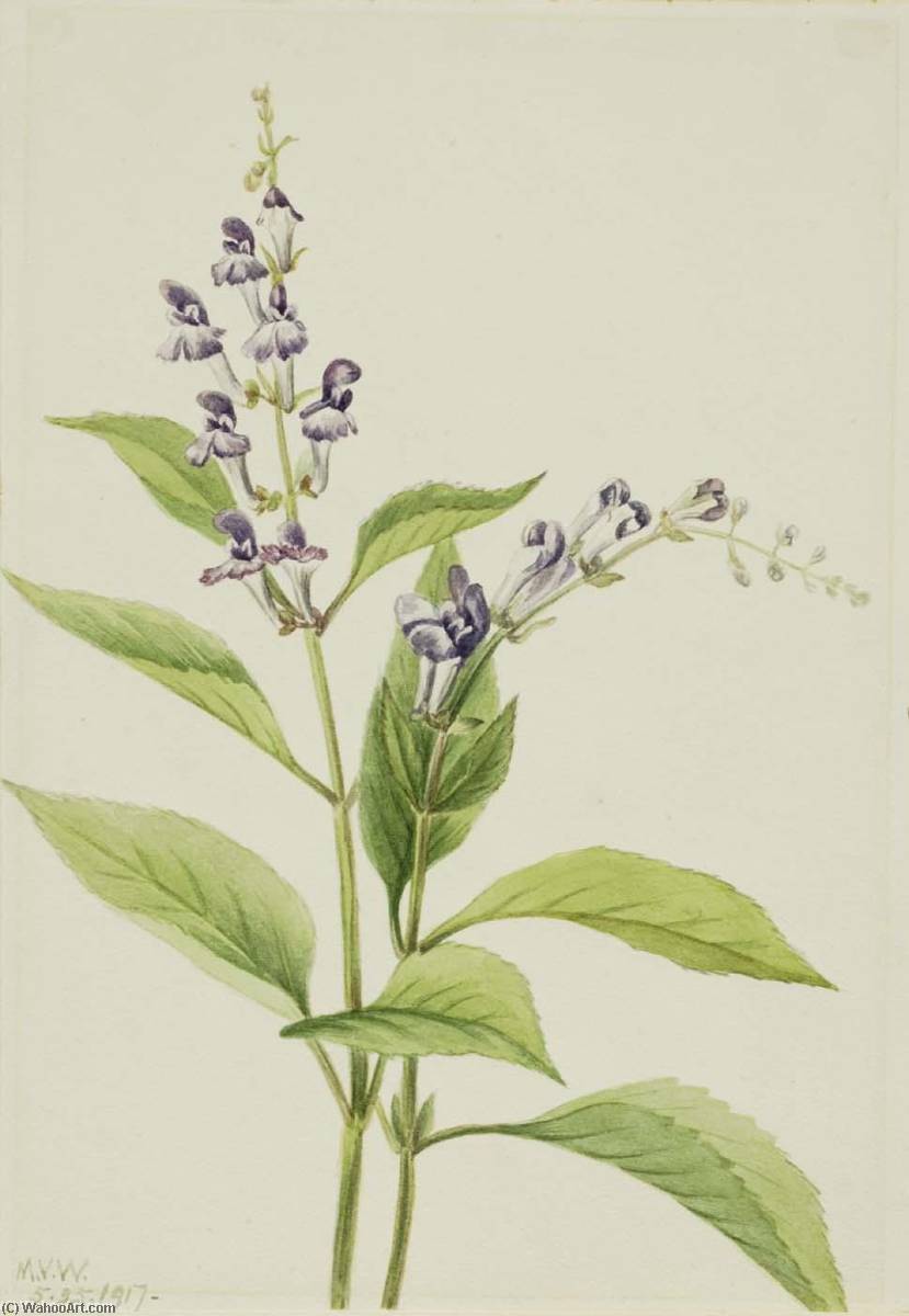 Wood Skullcap (scutellaria Serrata) — Мери Вокс Волкотт