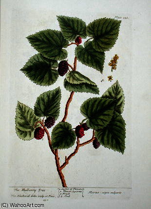 The Mulberry Tree — Elizabeth Blackwell