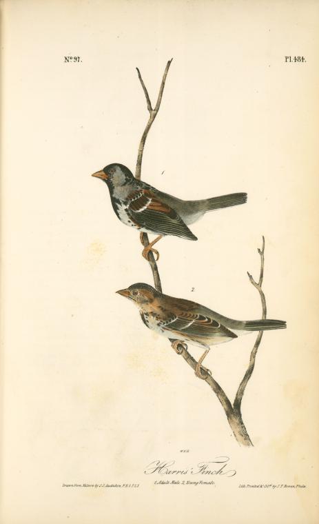 Harris's Finch. 1. Adult Male. 2. Young Female — John James Audubon
