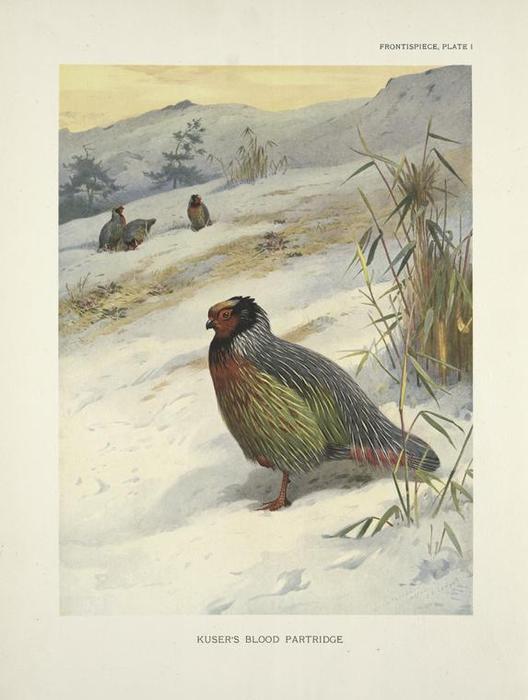 Kuser's Blood Partridge (ithagenes Kuseri) — Archibald Thorburn