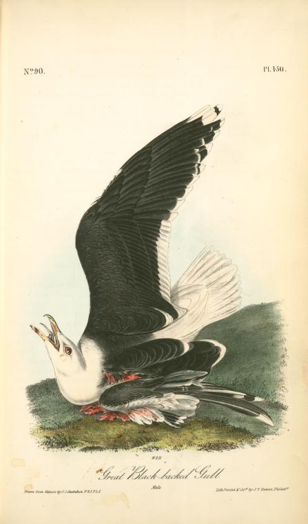 Great Black-backed Gull . Male — John James Audubon