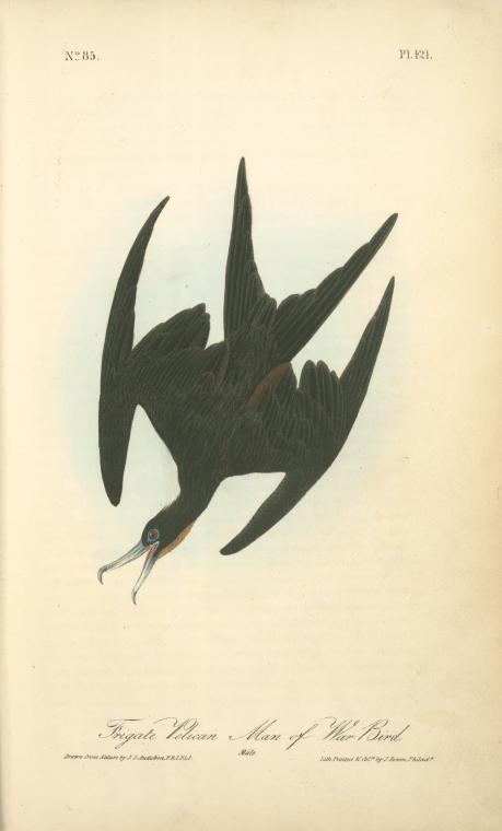 Frigate Pelican Man Of War Bird. Male — John James Audubon