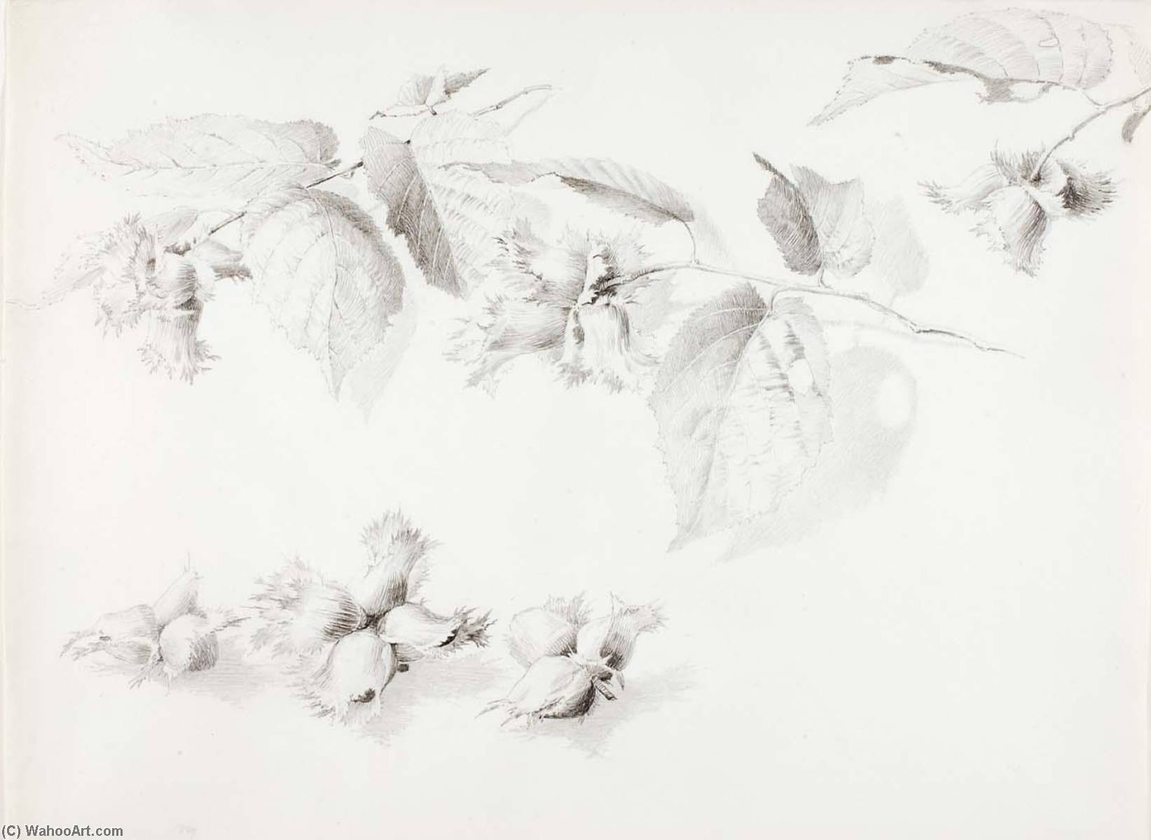 Untitled (wild Hazelnut, Corylus Americana) — George Elbert Burr