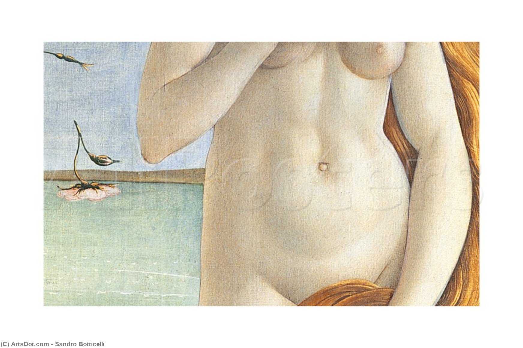 Birth Of Venus, Detail Of Venus's Torso — Sandro Botticelli